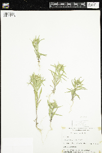 Collomia linearis image