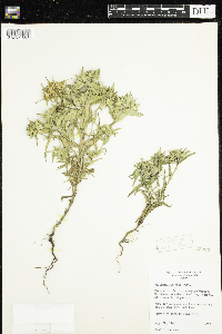 Collomia linearis image