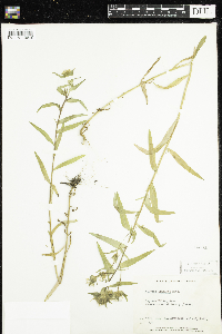 Collomia linearis image