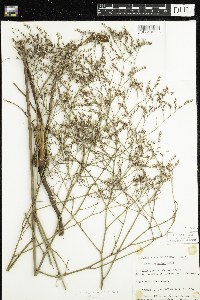 Media resource of Limonium carolinianum