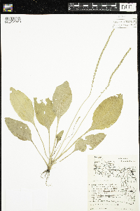 Plantago major image