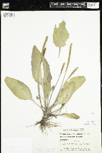 Plantago major image