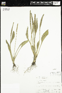 Plantago major image