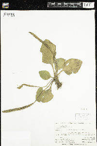 Media resource of Plantago major