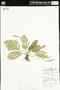 Plantago major image
