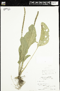 Plantago major image
