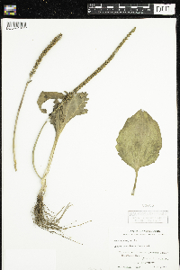 Plantago major image