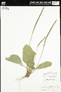 Plantago major image