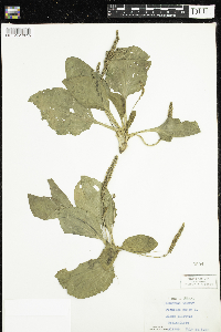 Plantago major image