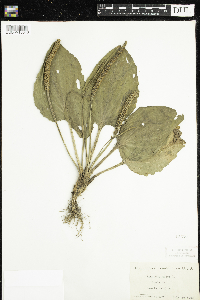 Plantago major image