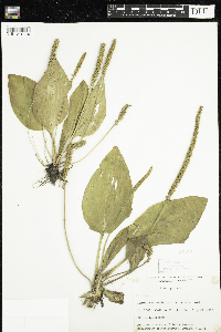Plantago major image