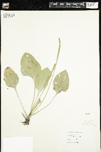 Plantago major image