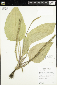 Plantago major image