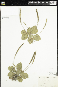 Plantago major image