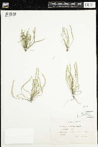 Media resource of Plantago elongata