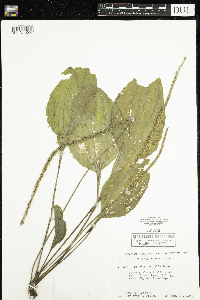 Plantago rugelii image
