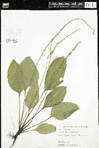 Plantago rugelii image