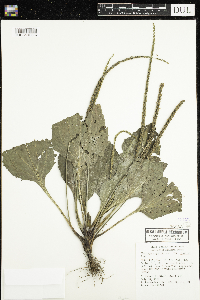 Media resource of Plantago rugelii