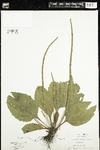 Plantago rugelii image
