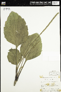 Plantago rugelii image