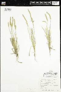Plantago patagonica image