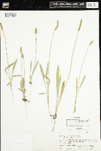Plantago patagonica image