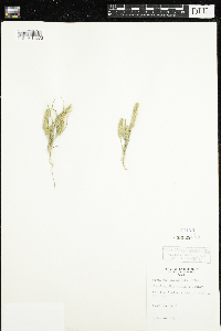 Plantago patagonica image