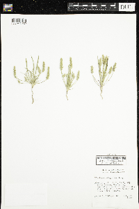 Plantago patagonica image