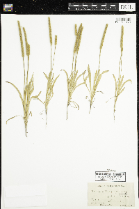 Plantago patagonica image