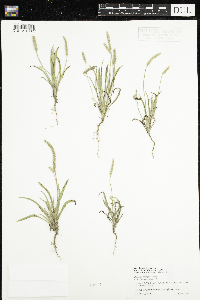 Plantago patagonica image