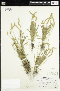 Plantago patagonica image