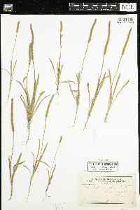 Plantago patagonica image