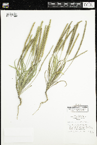 Plantago patagonica image