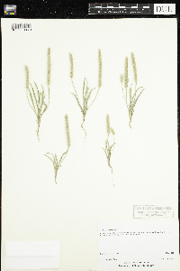 Plantago patagonica image