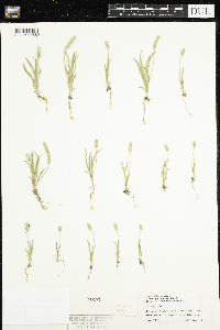 Plantago patagonica image