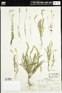 Plantago patagonica image