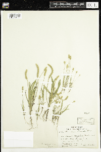 Plantago patagonica image
