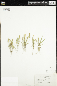 Plantago patagonica image