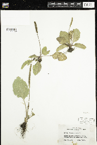 Plantago major image