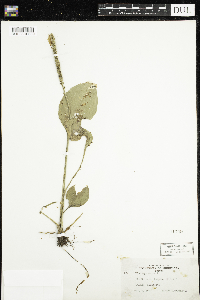 Plantago major image