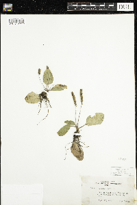 Plantago major image
