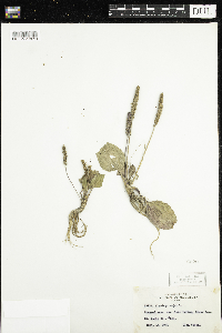 Plantago major image