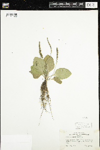 Plantago major image