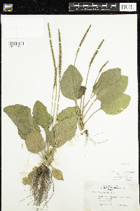 Plantago major image