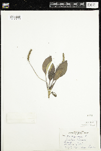 Plantago major image