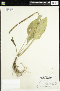Plantago major image