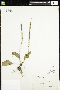 Plantago major image