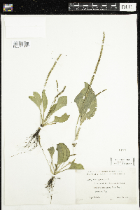 Plantago major image