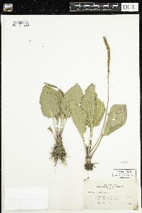 Plantago major image