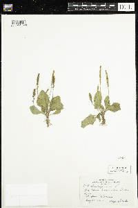 Plantago major image